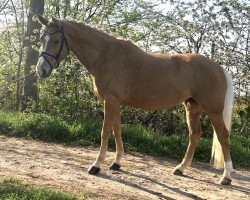 broodmare Top Sunset (German Riding Pony, 2014, from Top Cerubino)