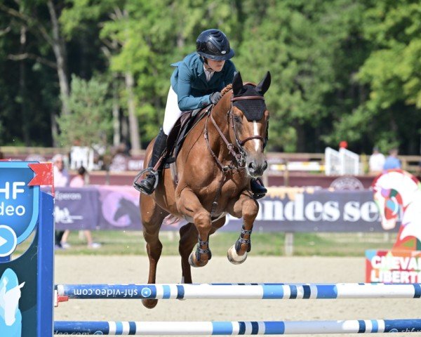 stallion Joli Coeur du Cedre (Selle Français, 2019, from Dollar de la Pierre)