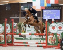 jumper AFP Cußnto Cuesta (Westphalian, 2018, from Calisto KSH)