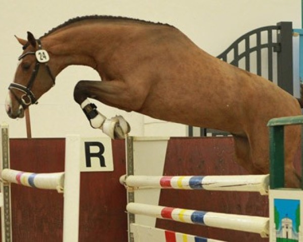stallion Calisto KSH (Westphalian, 2012, from Canabis Z)