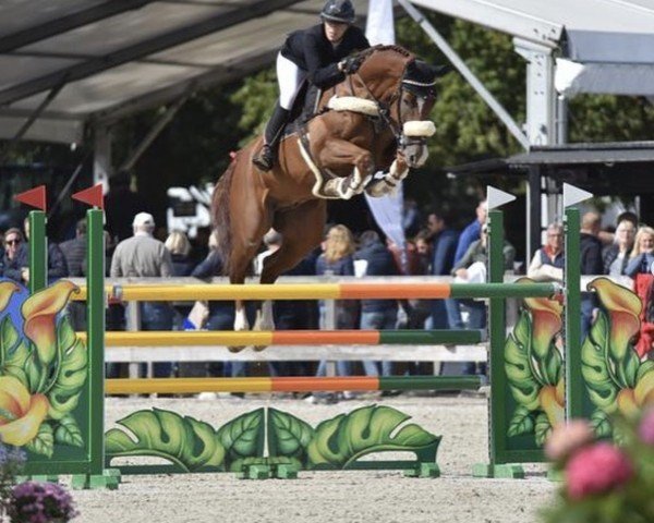 jumper Cupido Z (Zangersheide riding horse, 2014, from Carrera VDL)