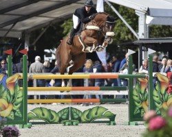 Springpferd Cupido Z (Zangersheide Reitpferd, 2014, von Carrera VDL)