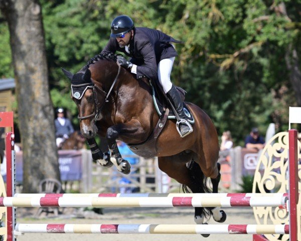 jumper Jocker Platière (Selle Français, 2019, from Balou du Rouet)