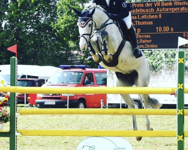 broodmare Donna Lottchen (Holsteiner, 2011, from Clarimo Ask)