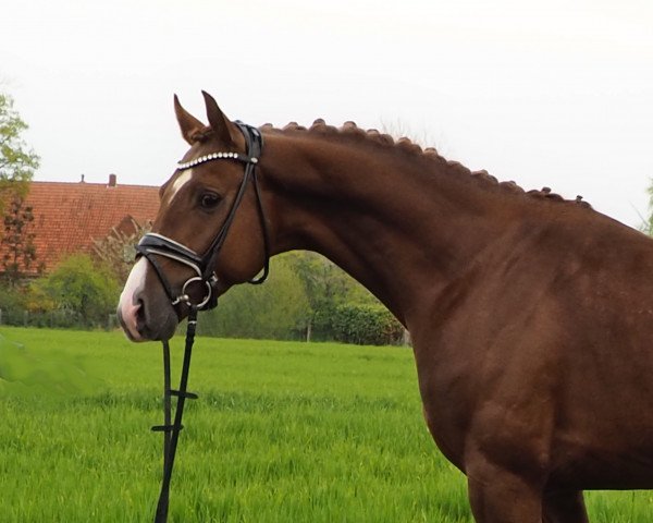 dressage horse Vino Veritas (Westphalian, 2018, from Vitalis)