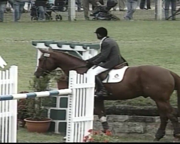 stallion Hiram Chambertin (Selle Français, 1995, from Royal Feu)