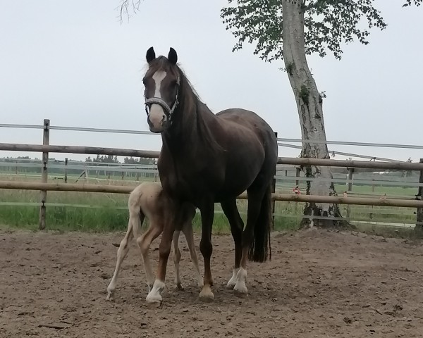 Zuchtstute Moelview Annwyl-Fflur (Welsh Pony (Sek.B), 2007, von Eyarth Tomahawk)