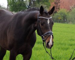 dressage horse Found Love (Westphalian, 2018, from Foundation 2)