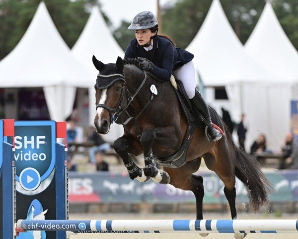 stallion Jimmytchou Ash'M (Selle Français, 2019, from Cristallo I)