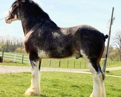 horse Parnellranch Calihan (Clydesdale, 2017, from Gregglea Azar's Protege)