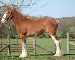 horse Ozark's Royal Juliette (Clydesdale, 2020, from Bandirran Lord Ethan)