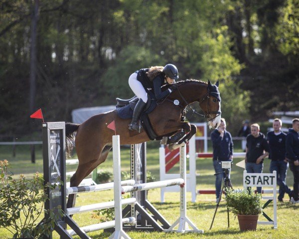 jumper Cody SH (Oldenburg show jumper, 2018, from VDL Cardento 933)