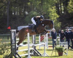 jumper Cody SH (Oldenburg show jumper, 2018, from VDL Cardento 933)