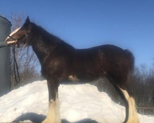 Pferd Ogdensburg Master Gorja (Clydesdale, 2018, von Danny Boy Master Don)