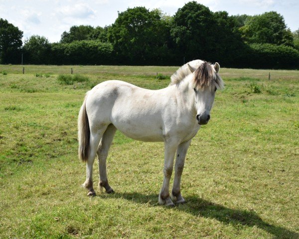 horse Silja H (Fjord Horse, 2024, from Solfin Skovå)