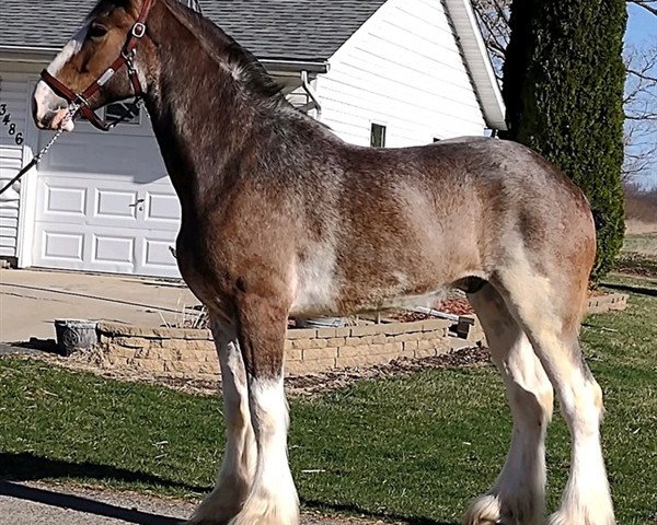 horse Mapledoon Whiskey (Clydesdale, 2016, from Ozark's Royal Accord)