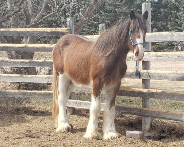 horse Lea's Hightower Bentley (Clydesdale, 2019, from Hatfield Hightower)