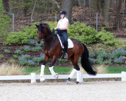 dressage horse Flirt Edition (Oldenburg, 2010, from Fürstenball)