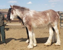 Pferd Josie's Hightower Fergie (Clydesdale, 2020, von Hatfield Hightower)