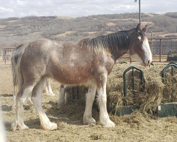 Pferd Jezebelle's Thor Annie (Clydesdale, 2020, von Renaissance Thor God of Thunder)