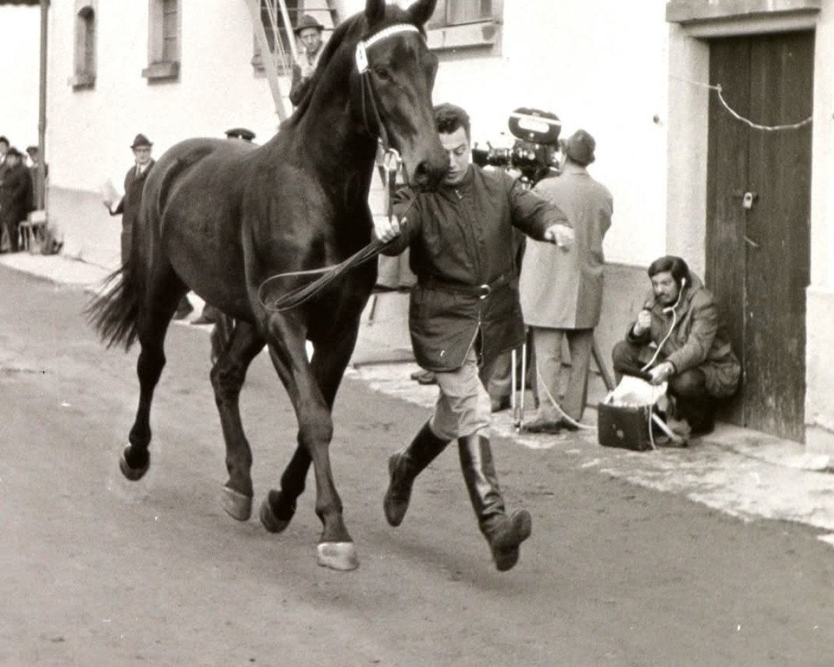 Deckhengst Laurus (Bayer, 1970, von Landrat)
