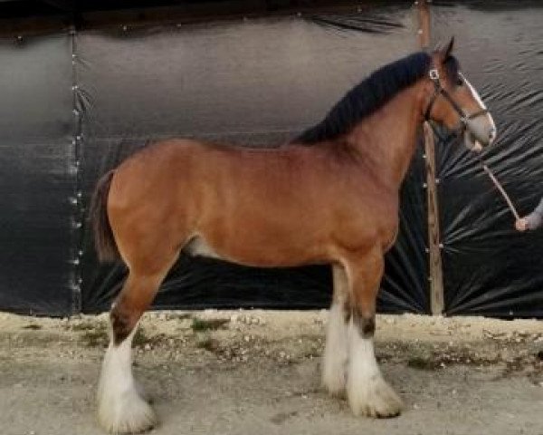 Pferd SF Yvette's Victor (Clydesdale, 2016, von Millisle Dominator)