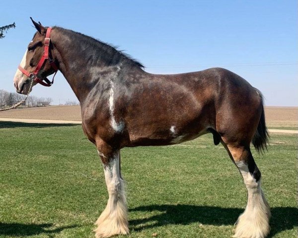 Pferd Schuler Farm's Spitfire (Clydesdale, 2010, von Weatherhill Silver King)