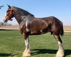 horse Schuler Farm's Spitfire (Clydesdale, 2010, from Weatherhill Silver King)