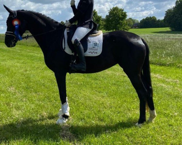 dressage horse Havanna (German Sport Horse, 2022, from Dancier Gold FRH)