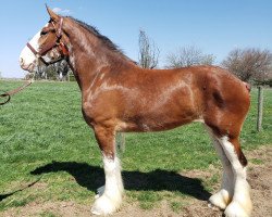 Pferd Somewhere Colbie (Clydesdale, 2014, von Willow Way Firestone)