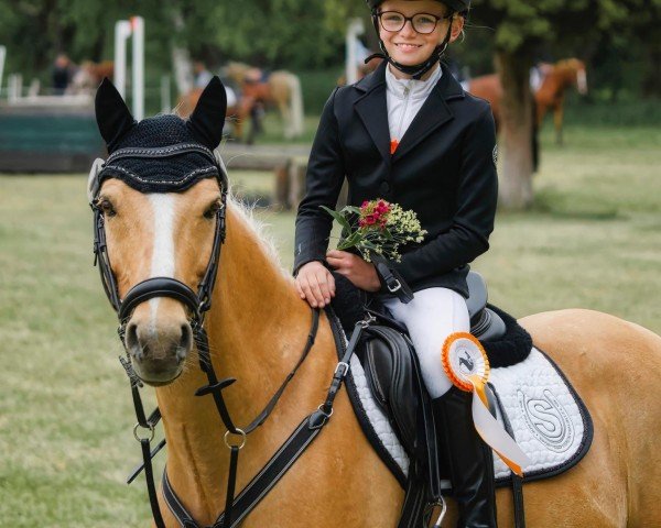 dressage horse Gitano 677 (German Riding Pony, 2016, from HET Golden Dream)