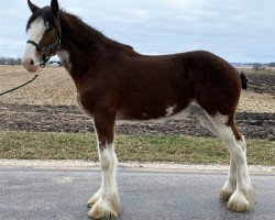 Pferd Thomas Bacardi's Superior (Clydesdale, 2019, von Willow Way Bacardi)