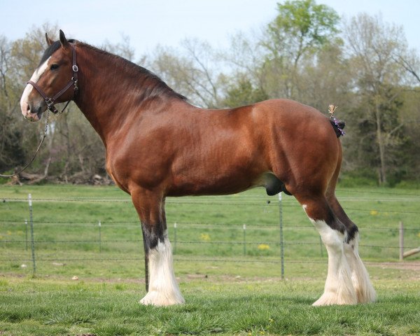 stallion Thorpe Hill Footprint (Clydesdale, 2016, from Thorpe Hill Challenger)