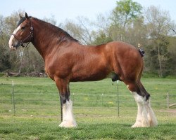 Deckhengst Thorpe Hill Footprint (Clydesdale, 2016, von Thorpe Hill Challenger)