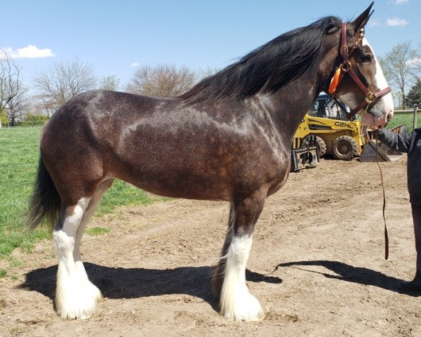 Pferd Somewhere Hawk's Black Betty (Clydesdale, 2017, von Somewhere Doc's Blackhawk)