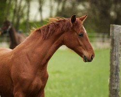 broodmare Bella Rufina (Oldenburg, 2016, from Belissimo NRW)