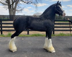 Deckhengst Somewhere Doc's Blackhawk (Clydesdale, 2012, von Donegal Dr Pepper)