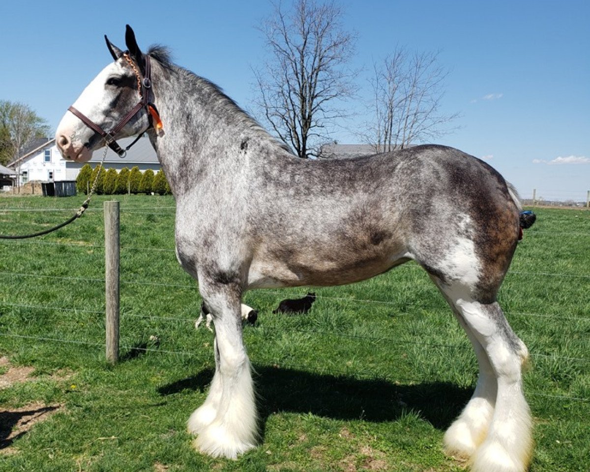 horse Somewhere Cody's Miracle Marge (Clydesdale, 2015, from Somewhere Yankee's Cody)