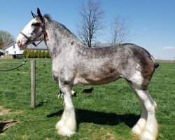 Pferd Somewhere Cody's Miracle Marge (Clydesdale, 2015, von Somewhere Yankee's Cody)