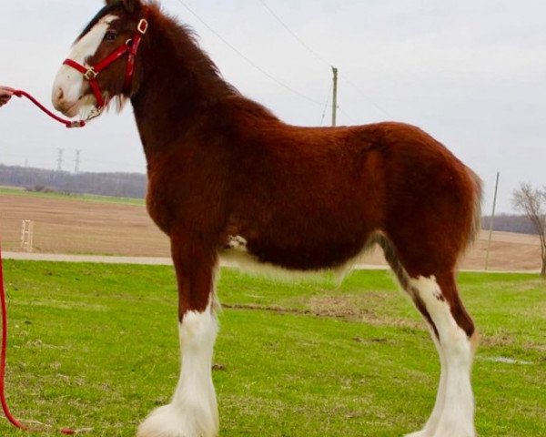 Pferd Riverside Mercedes (Clydesdale, 2020, von Boulder Bluff Callinall Ladies)