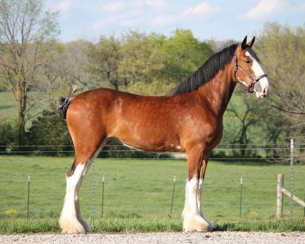 horse Ozark's Royal Ivory (Clydesdale, 2019, from Freedom Highland Tyson)