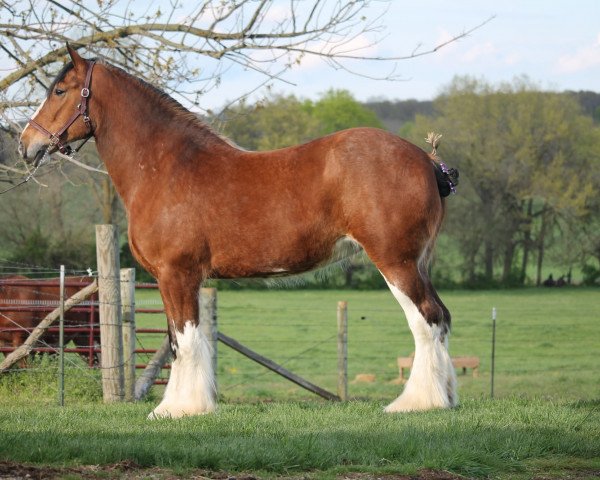 Zuchtstute Painted Ridge Brits Brooke (Clydesdale, 2010, von Green Leaf Royal Flush)