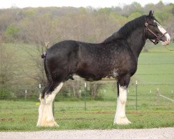 horse Ozark's Royal Ideal (Clydesdale, 2019, from Kenbar Toby)