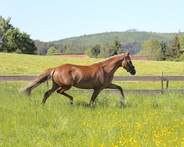 broodmare Cassie (German Riding Pony, 2010, from Top Champy)