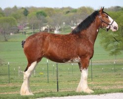 horse Ozark's Royal Gracie (Clydesdale, 2017, from Plunton Calum Maelogan)