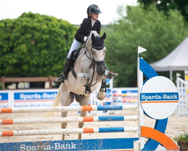 jumper Chino Champ (Holsteiner, 2015, from Chin Champ)