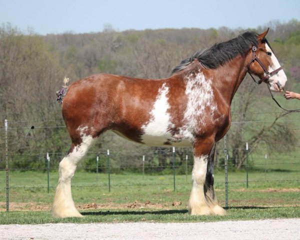 horse Ozark's Royal Finley River (Clydesdale, 2016, from Gregglea HC Pilot)