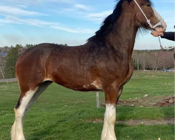 horse Harrislea Finley (Clydesdale, 2019, from Heart Mt. Zumba)