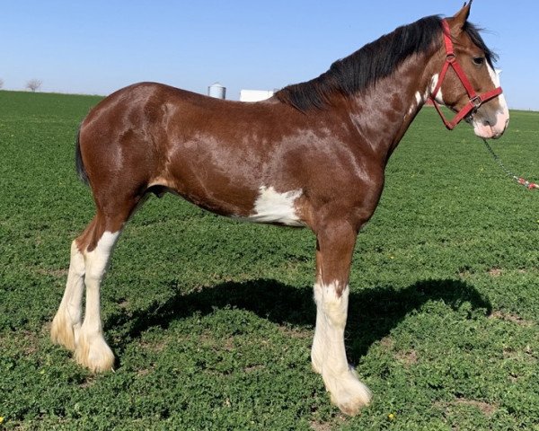 horse Glencoe Aiden (Clydesdale, 2019, from Kellois Taylor Mitchell)