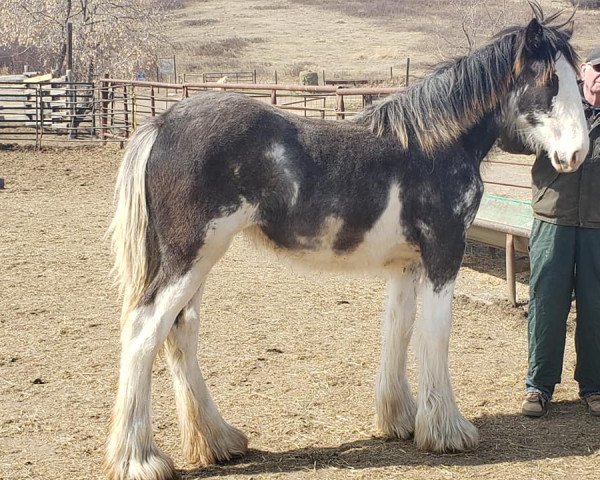 Pferd Ellie's Hightower Gina (Clydesdale, 2020, von Hatfield Hightower)